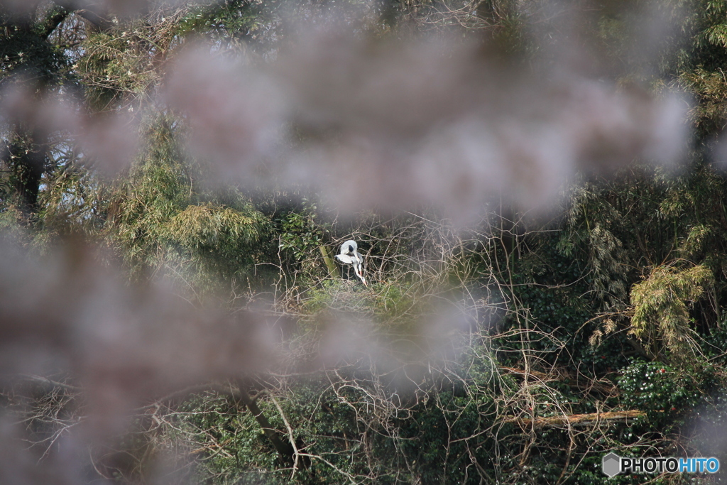 撮って出し(2025-04-19_09-59)-(Canon EOS 60D-2