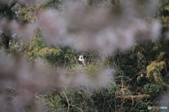 撮って出し(2025-04-19_09-59)-(Canon EOS 60D-2