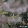 撮って出し(2025-04-19_09-59)-(Canon EOS 60D-2
