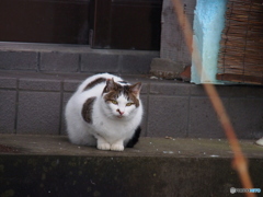 撮って出し(2025-01-14_14-18)-(E-M5-150(OLYMPU