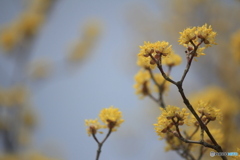 撮って出し(2025-04-07_09-48)-(Canon EOS 60D-2