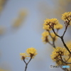 撮って出し(2025-04-07_09-48)-(Canon EOS 60D-2
