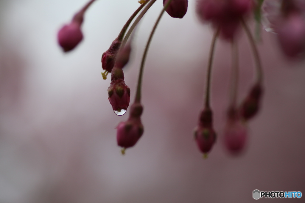 撮って出し(2025-04-18_17-14)-(Canon EOS 6D-90