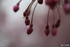 撮って出し(2025-04-18_17-14)-(Canon EOS 6D-90