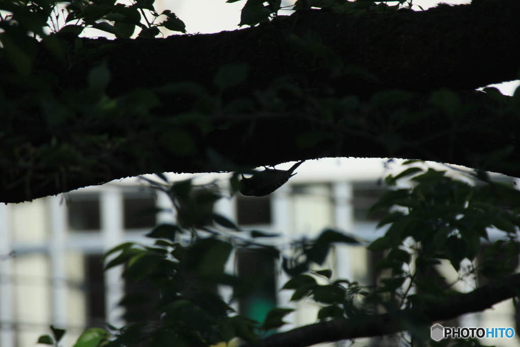 撮って出し(2025-05-08_15-34)-(Canon EOS 60D-3
