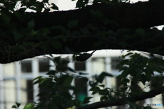 撮って出し(2025-05-08_15-34)-(Canon EOS 60D-3