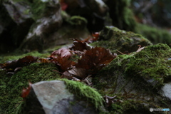 撮って出し(2025-11-07_12-16)-(Canon EOS 6D-13