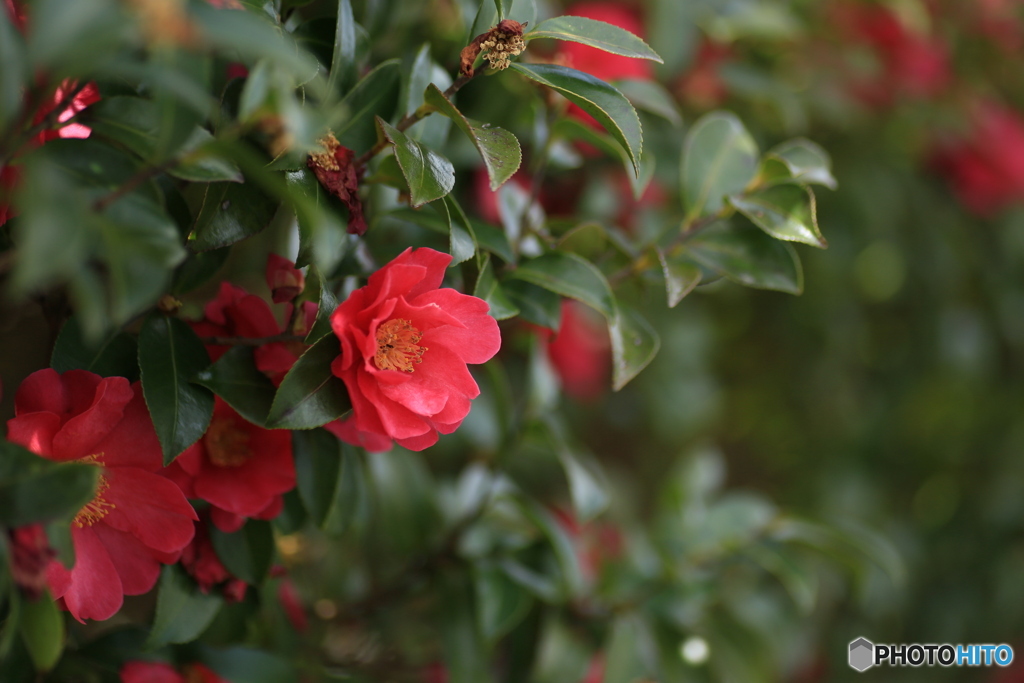 撮って出し(2024-03-31_10-07)-(Canon EOS 6D-90