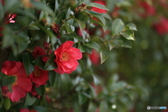 撮って出し(2024-03-31_10-07)-(Canon EOS 6D-90