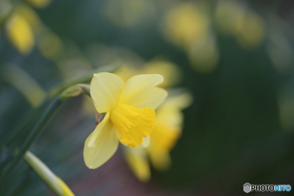 撮って出し(2025-04-07_11-39)-(Canon EOS 6D-90