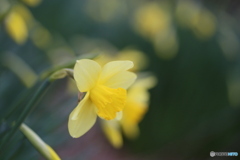 撮って出し(2025-04-07_11-39)-(Canon EOS 6D-90