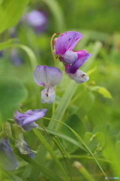 撮って出し(2025-05-26_14-20)-(Canon EOS 6D-90