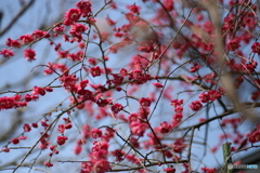 撮って出し(2025-04-07_09-25)-(Canon EOS 6D-90