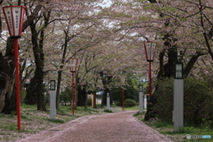 撮って出し(2025-04-25_08-56)-(Canon EOS 60D-7