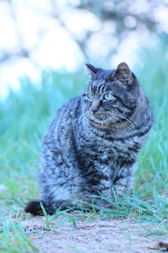 撮って出し(2024-04-23_18-29)-(Canon EOS 60D-9