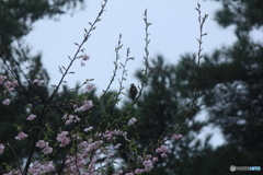 撮って出し(2025-04-20_08-29)-(Canon EOS 60D-2