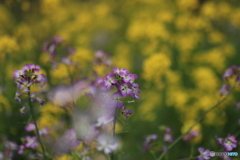 撮って出し(2025-04-27_13-20)-(Canon EOS 60D-9