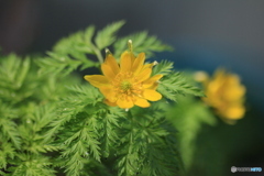 撮って出し(2025-04-06_09-03)-(Canon EOS 60D-9
