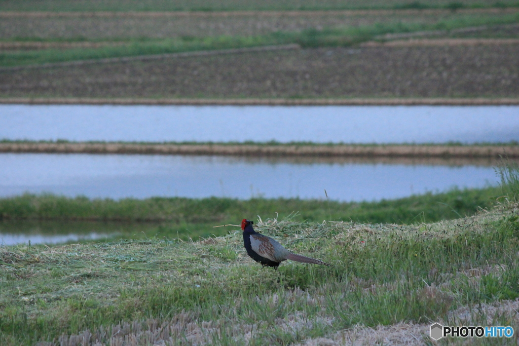 撮って出し-Canon EOS 60D-250.0-23_05_17-11