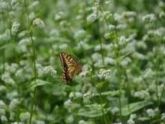 撮って出し(2024-09-03_10-17)-(E-M5-150(OLYMPU