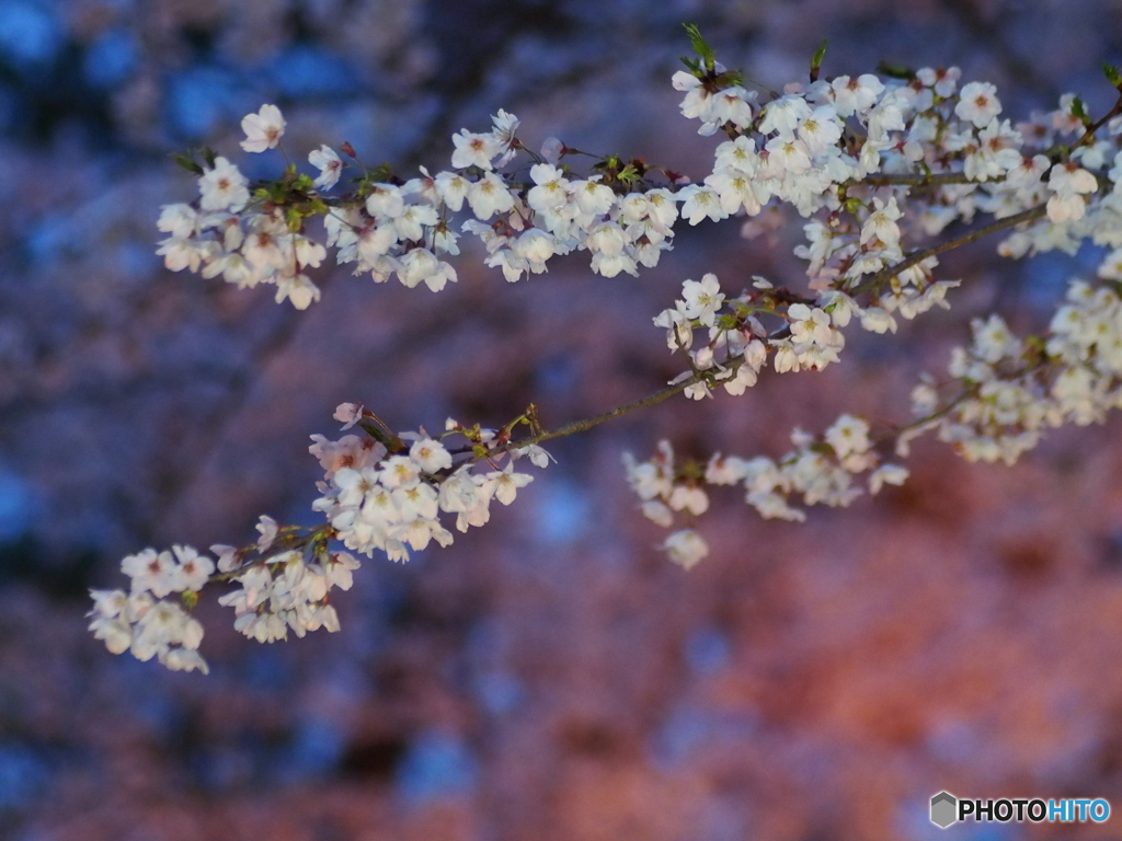 撮って出し(2025-04-18_18-29)-(E-M5-0())