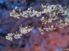 撮って出し(2025-04-18_18-29)-(E-M5-0())