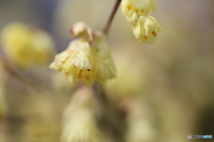 撮って出し(2025-04-07_09-53)-(Canon EOS 6D-90