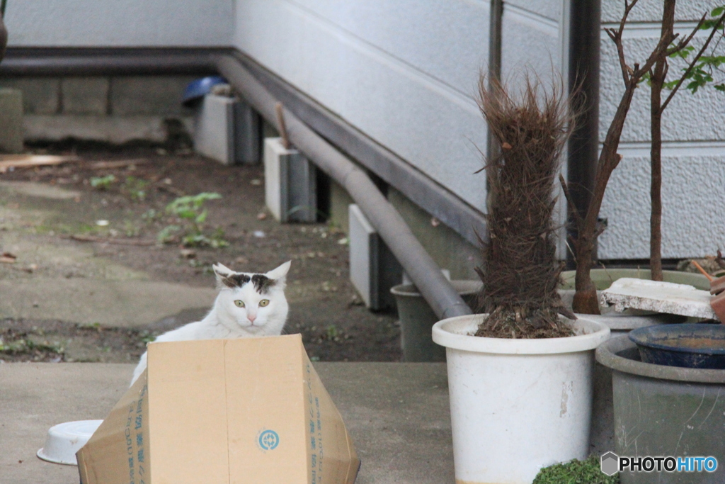 撮って出し-Canon EOS 60D-145.0-41_04_18-2