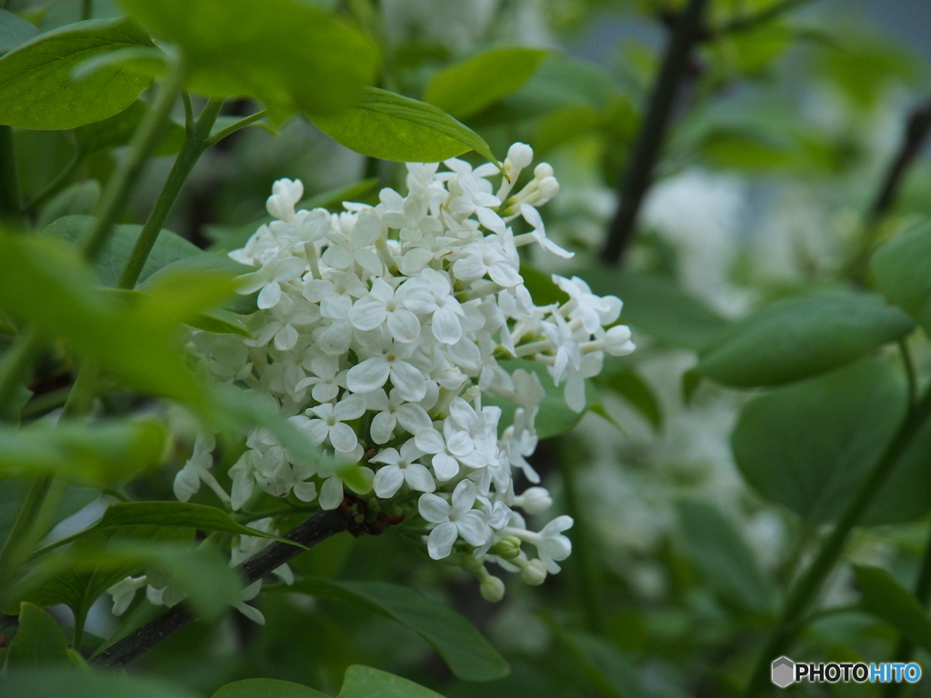 撮って出し-E-M5-150.0-41_04_15-1