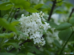 撮って出し-E-M5-150.0-41_04_15-1