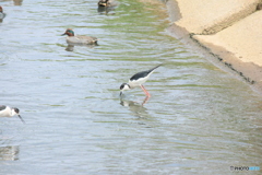 撮って出し(2025-04-27_12-32)-(Canon EOS 60D-2