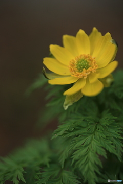 撮って出し(2024-04-08_11-36)-(Canon EOS 6D-90