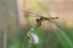 撮って出し(2024-07-16_14-56)-(Canon EOS 6D-90