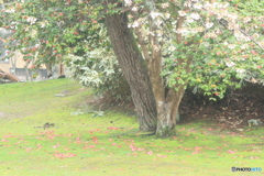 撮って出し(2025-04-20_08-06)-(Canon EOS 60D-9