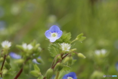 撮って出し(2025-04-26_12-04)-(Canon EOS 6D-90