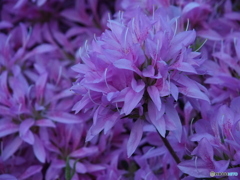 撮って出し-E-M5-150.0-23_05_09-2