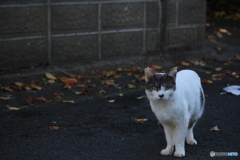 撮って出し(2024-11-16_08-10)-(Canon EOS 60D-5