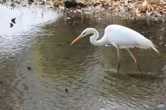 撮って出し(2025-03-03_12-23)-(Canon EOS 60D-2