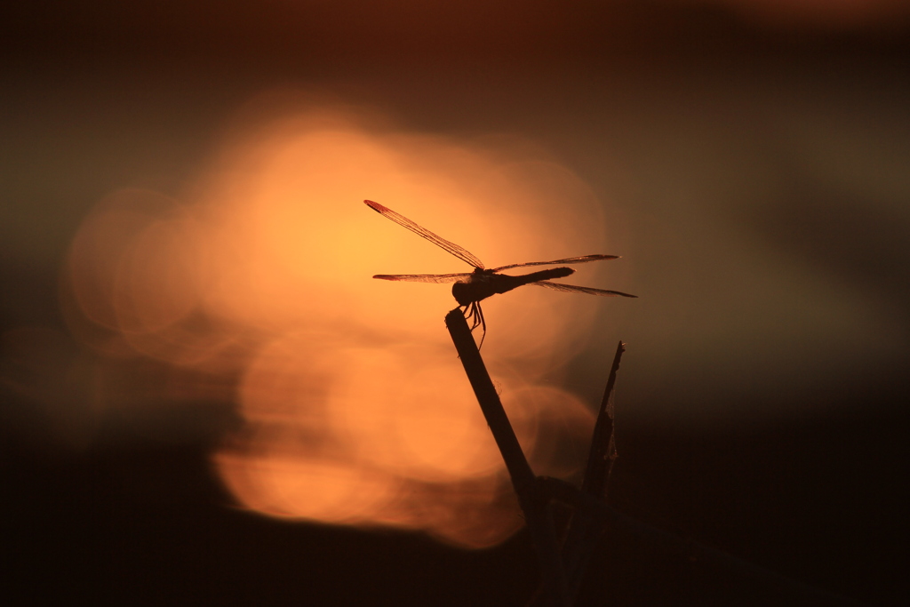 撮って出し(2024-09-10_17-41)-(Canon EOS 60D-2