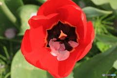 撮って出し(2025-04-25_09-42)-(Canon EOS 60D-9