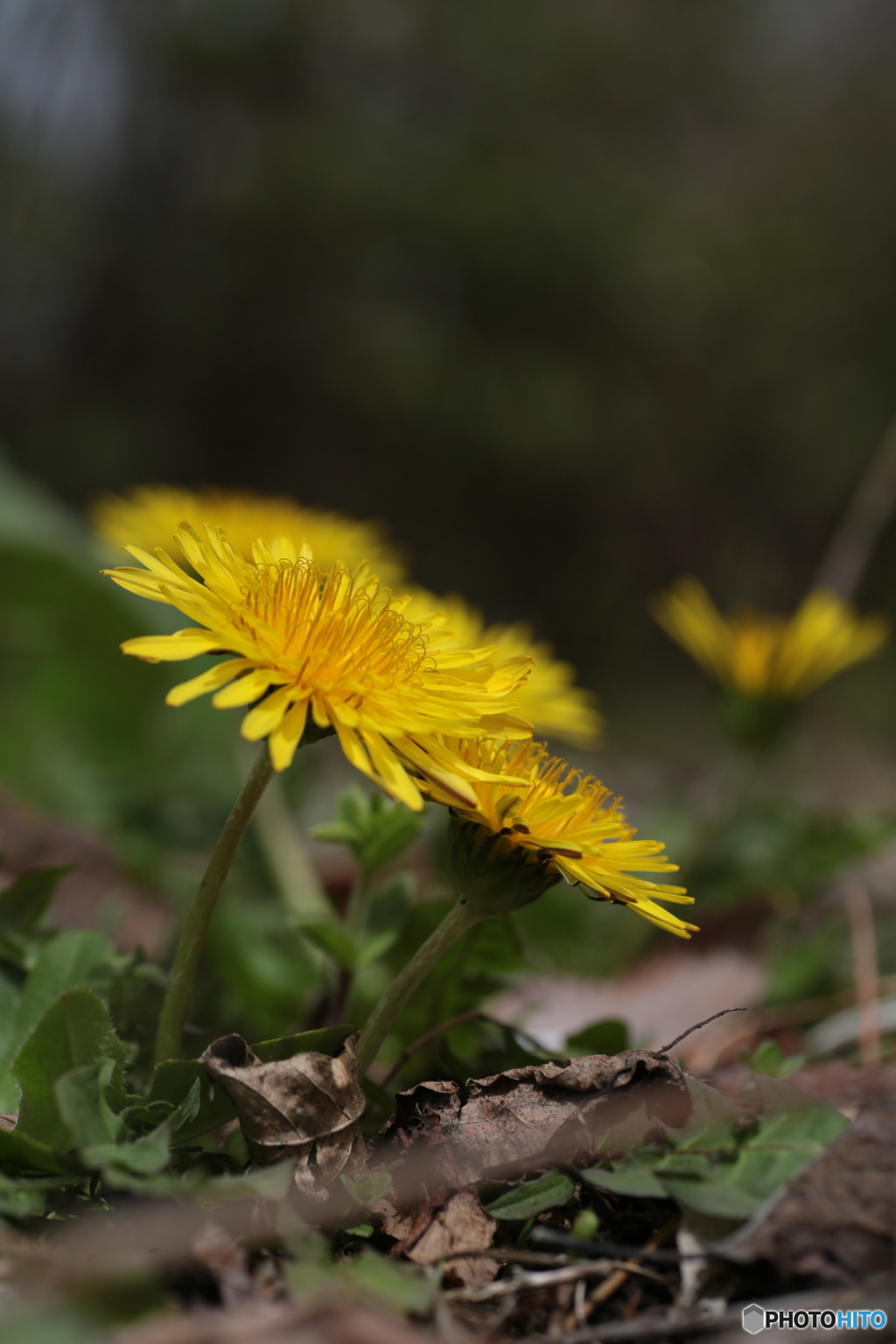 撮って出し(2024-04-18_11-49)-(Canon EOS 6D-90