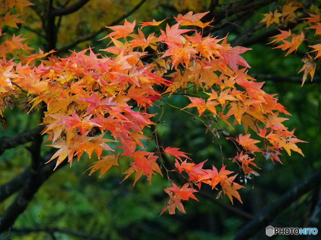 撮って出し-E-M5-150.0-22_11_02-0