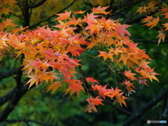 撮って出し-E-M5-150.0-22_11_02-0