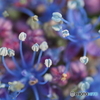 撮って出し-E-M5-0.0-23_06_23-12