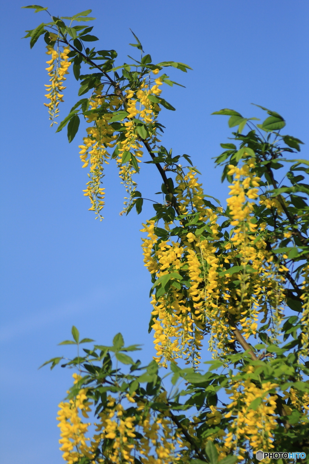 撮って出し-Canon EOS 60D-90.0-23_05_12-5