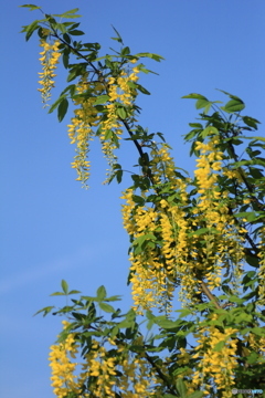 撮って出し-Canon EOS 60D-90.0-23_05_12-5