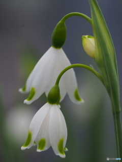 撮って出し(2024-04-19_13-41)-(E-M5-0())