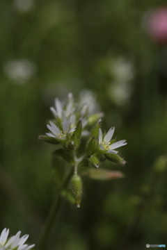 撮って出し(2024-04-18_11-57)-(Canon EOS 6D-90