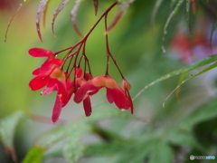 撮って出し(2024-05-27_14-07)-(E-M5-150(OLYMPU