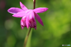 撮って出し-Canon EOS 60D-90.0-23_05_17-17